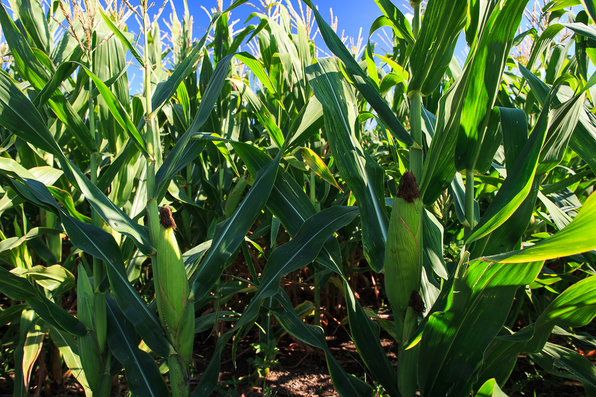 Maize...
