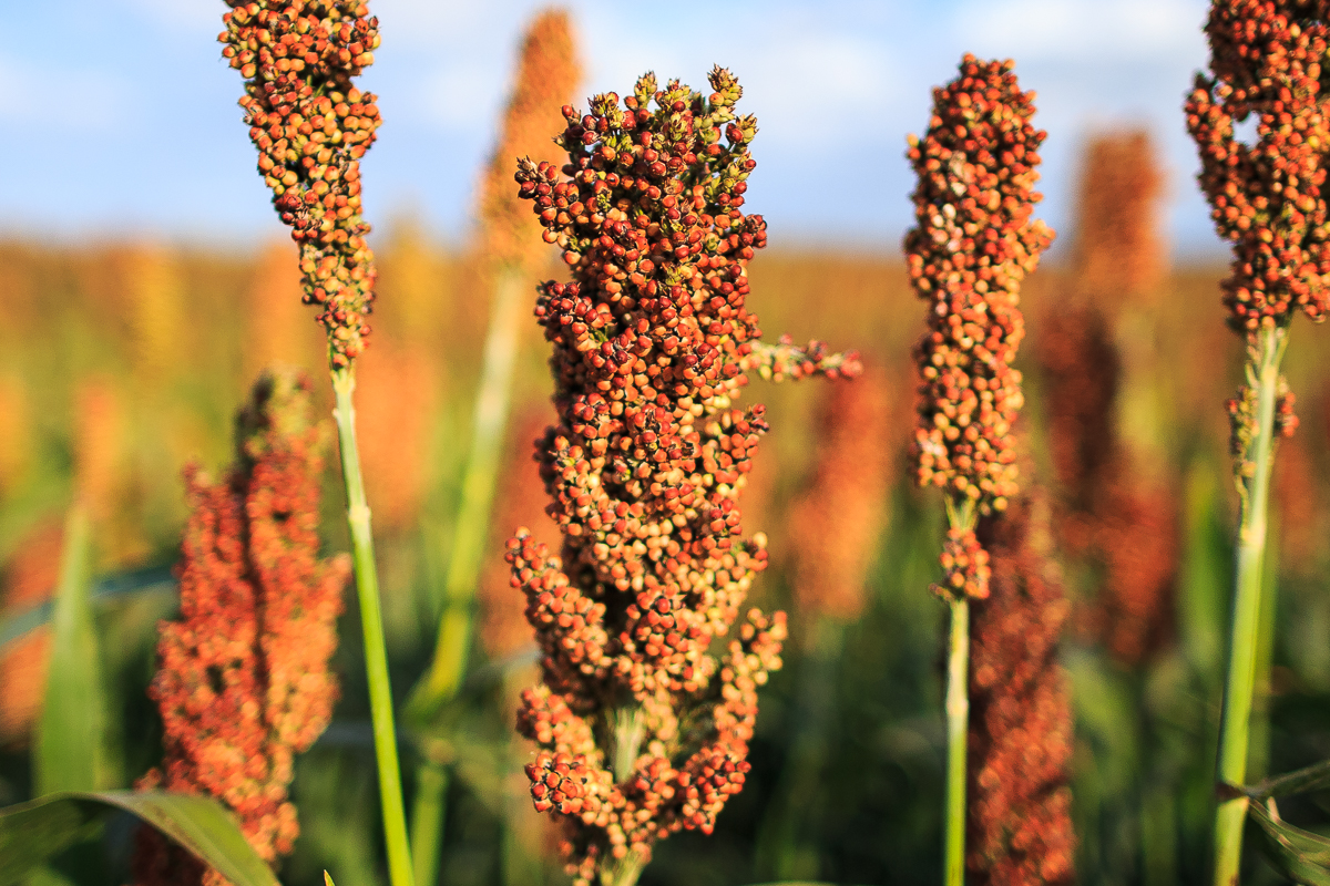 Sorghum...